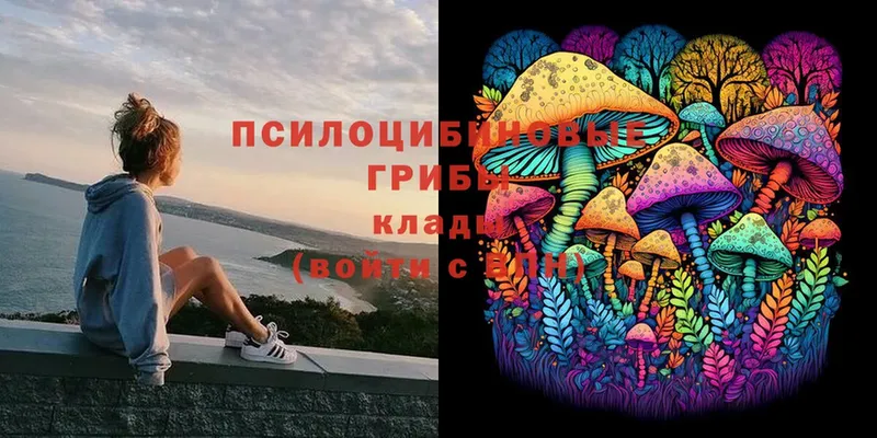 Псилоцибиновые грибы Cubensis Фролово